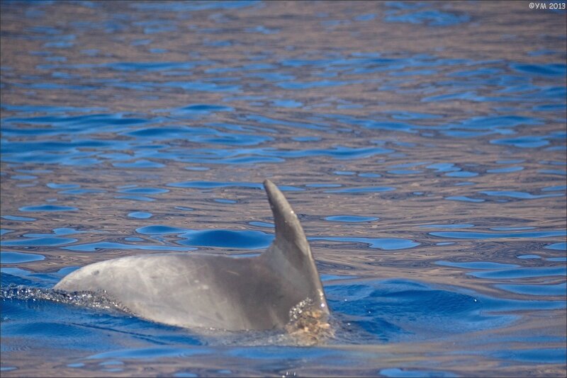 Tenerife lulu dauphins 4 240913
