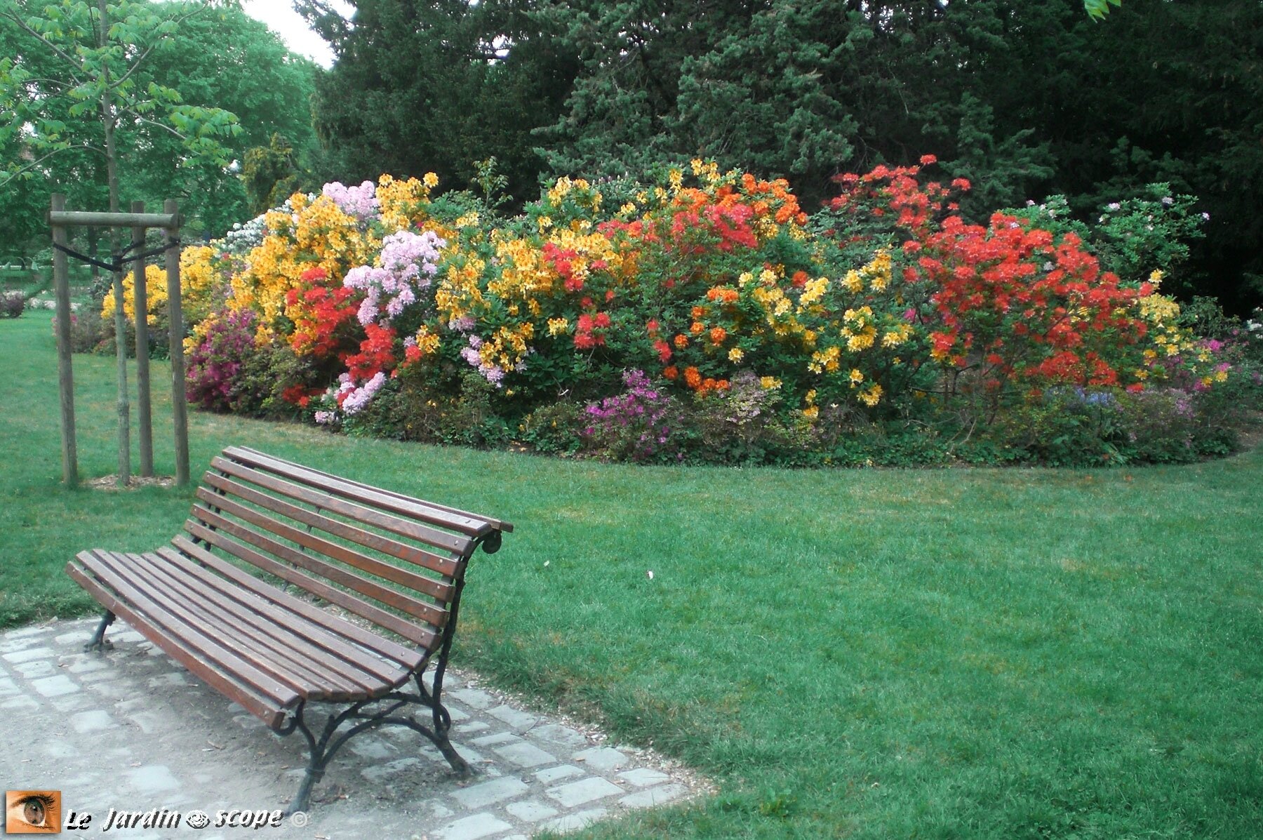 Le banc devant les Rhododendrons de la Pep' à Nancy