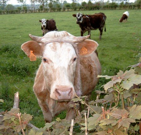 rambo_the_cow