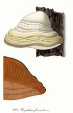 Fomes fomentarius H Romagn IV pl 288