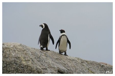Pingouin 07