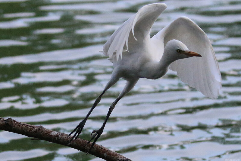 aigrette08