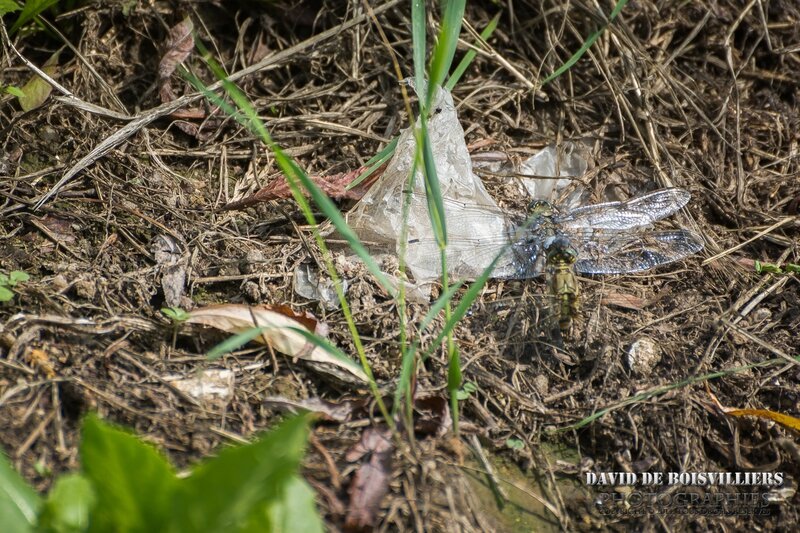 Pollution - Orge, Athis-Mons