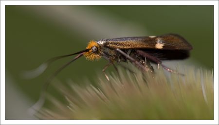 Aiguillon_insecte_profil_200610