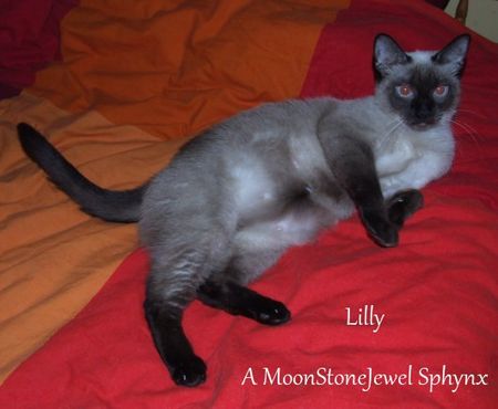 Lilly3