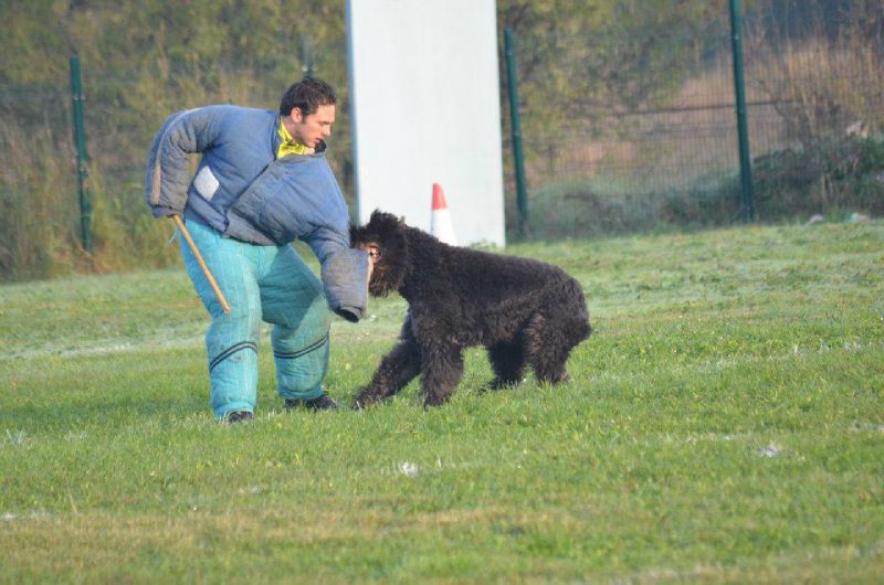 CH.INTER UROS DE LA DULLAGUE brevet de chien de défense