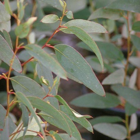eucalyptus-niphophila