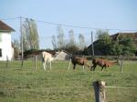 Lamas