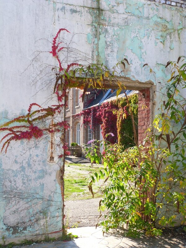 Vegetation murale