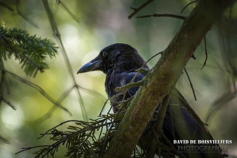 Corneille noireCorvus corone - Carrion Crow