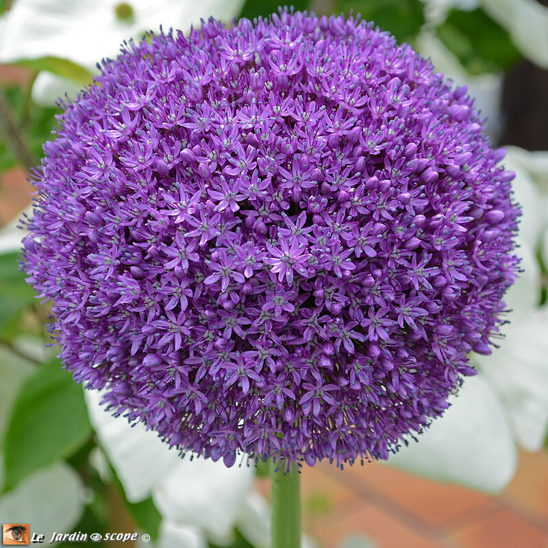 PAT_7313-Allium-Ambassador