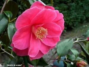 Camellia Japonica Gulio nuccio