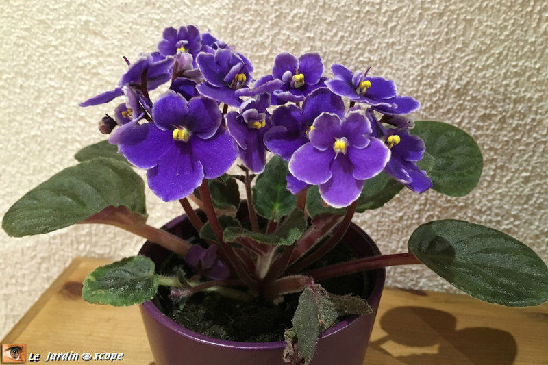 Saintpaulia ou Violette africaine violet-profond