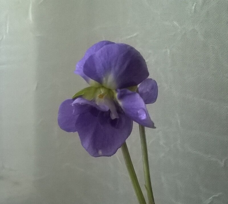 Violette_de_Toulouse_2