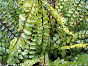 Details_Asplenium