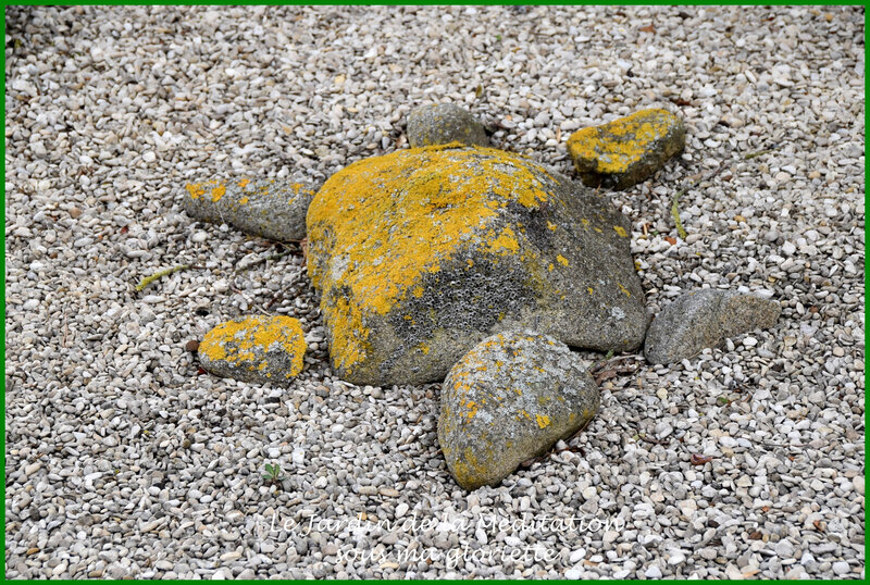 tortue