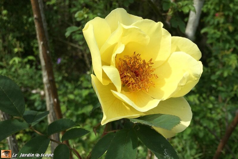 2622-Rose-Jaune-simple