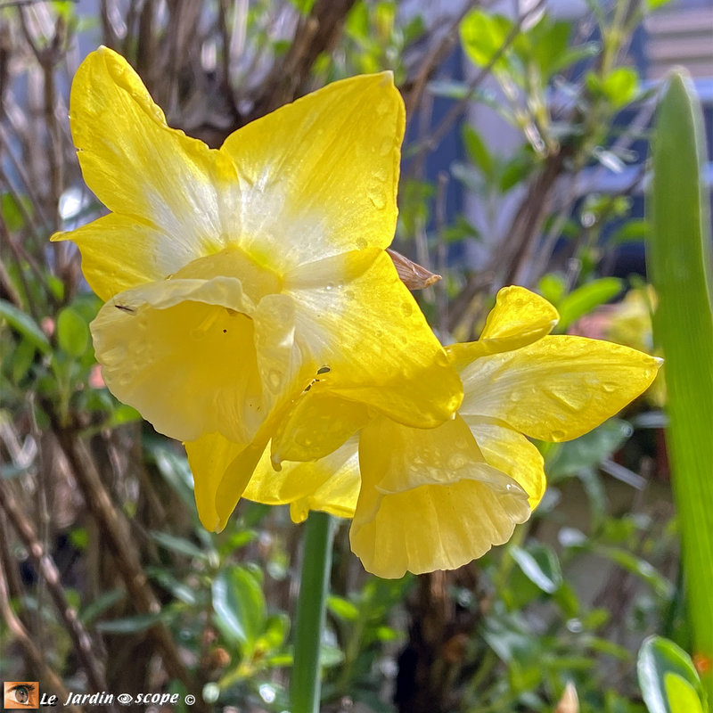 Narcisse-Hillstar-2