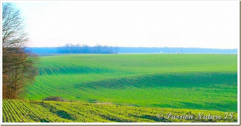 Vallée de Chevreuse (2)