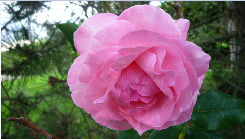 LES ROSES - MERCREDI 20 AOUT 2014