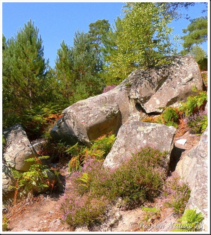 Balade dans la bruyère en forêt de Rambouillet (20)