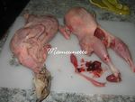 Cailles_de_la_Vall_e_de_la_vie___Mach___leveur_et_producteur_013