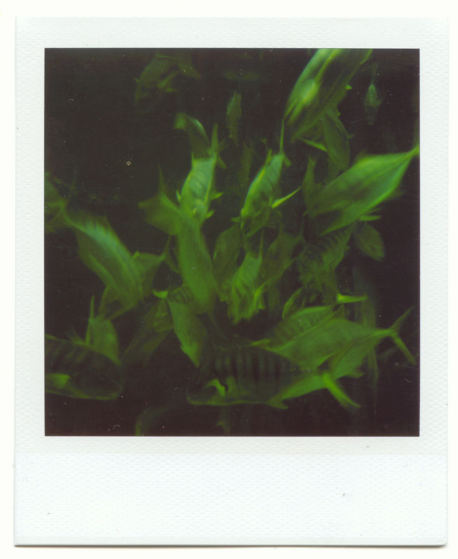 poissons à table