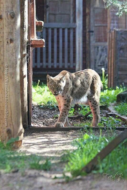 Lynx lynx