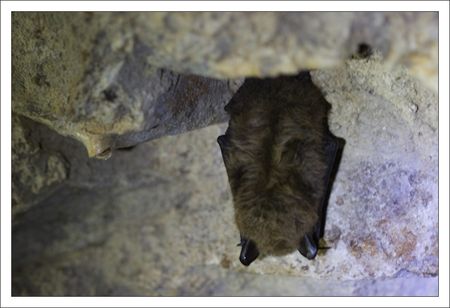 DSNE_chauve_souris_spot_1_3_poils__230110