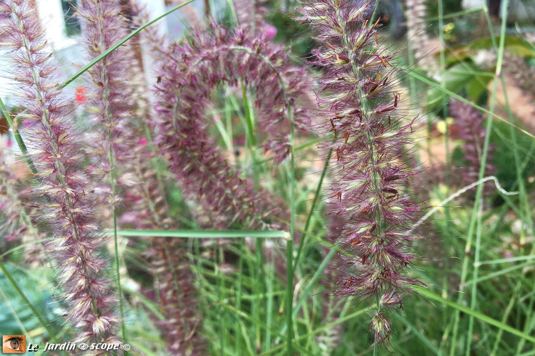 Dans mon jardin entre les averses d’octobre... - Le JardinOscope, toute ...