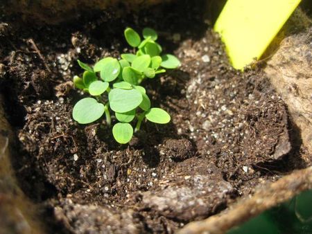 ancolie MArs 2012 000
