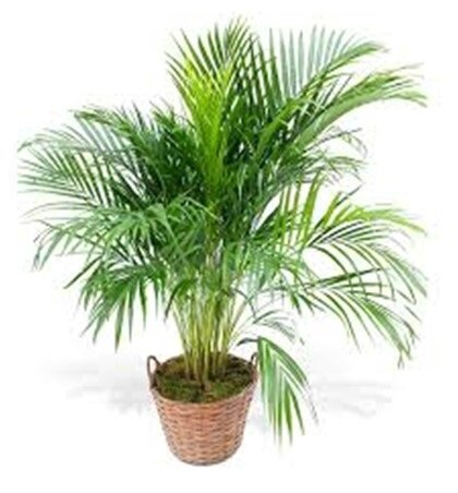 PALMIER-ARECA-Plante-depolluante-Paysagiste-Biarritz-Paysagiste-Bayonne-Paysagiste-Pays-Basque-Paysagiste-Landes