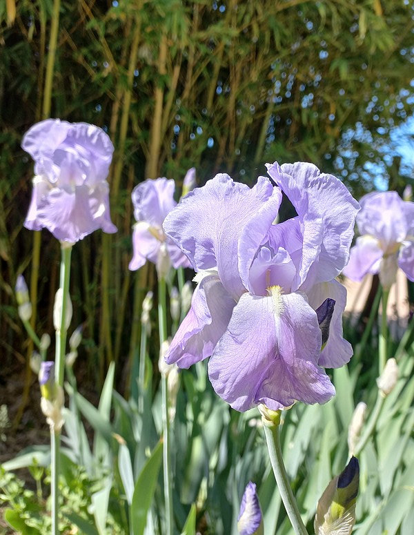 20230503 iris pâles près du bassin