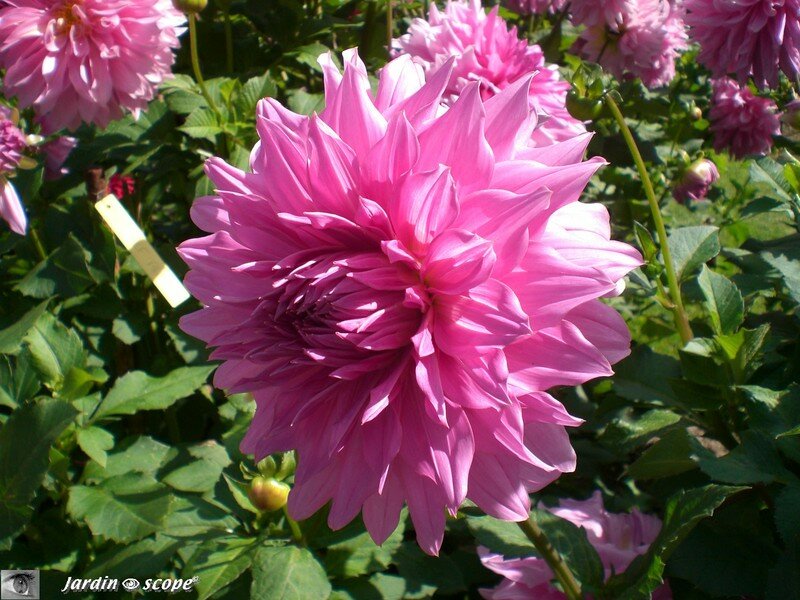 Dahlias à grandes fleurs