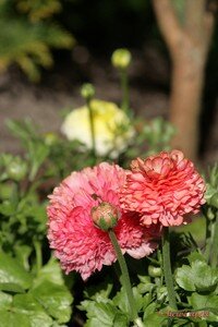 IMG_2075copie2