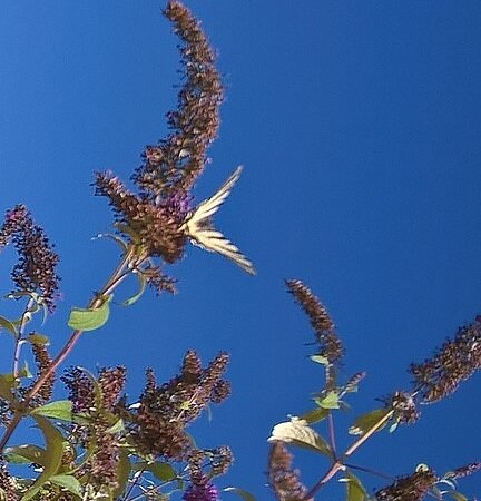 fin_juillet_2017_buddleia_et_papillons_3