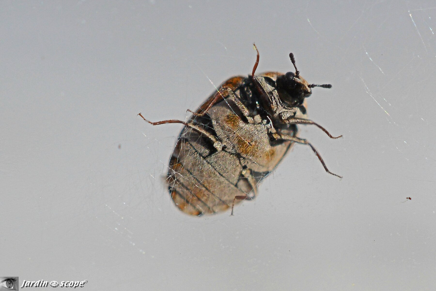 Une mini coccinelle qui n en est pas une Le JardinOscope