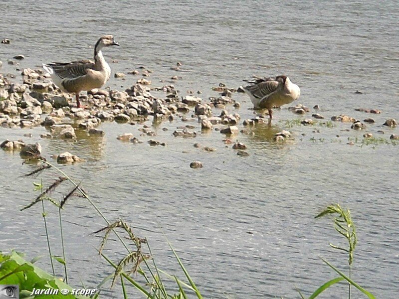 Oies cygnoïdes sur la Loire à Bou (45)