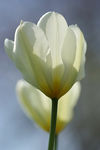 tulipe_blanche1
