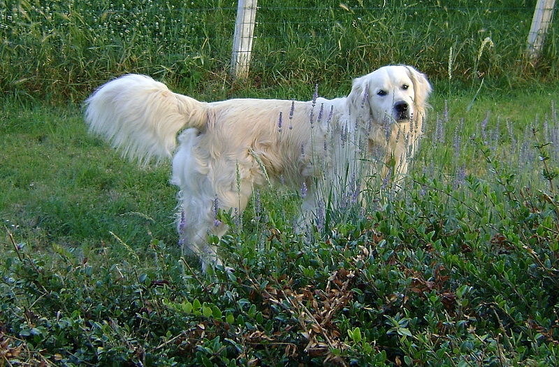 tobi2008