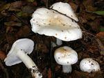 Tricholome_colombette1