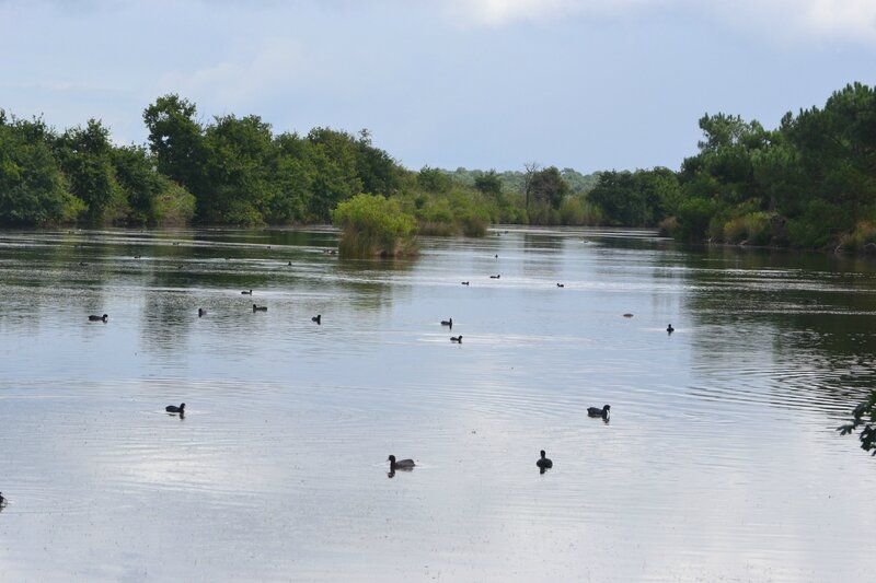 Parc ornithologique Teich 052