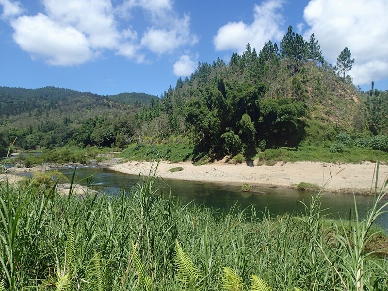 photo 2- B vulgaris dans le nord de la Nouvelle-Caledonie