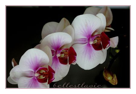orchid_eGR__1600x1200_