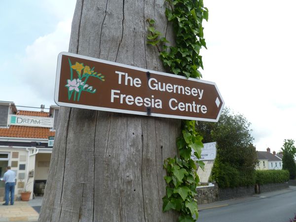 Guernesey 2012 (186)