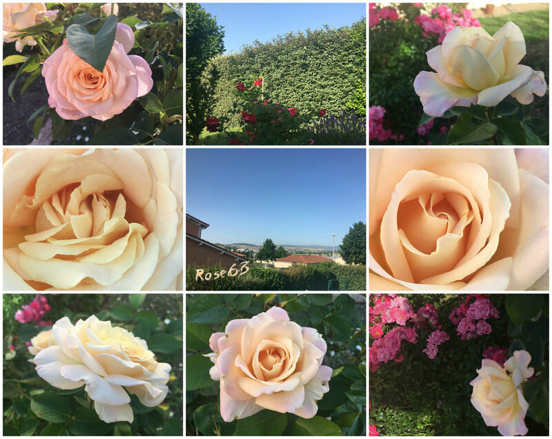 Monjardinen ce26juin2019Rose63