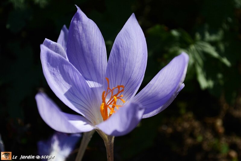 Crocus speciosus