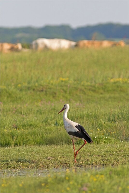 MS 050518 27 cigogne vaches