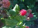 framboises