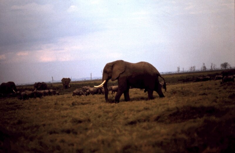 amboseli elephant aaa